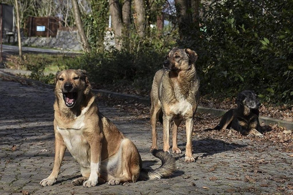 İSTANBUL VALİLİĞİNDEN SOKAK HAYVANLARINA BESLEME KISITLAMASI